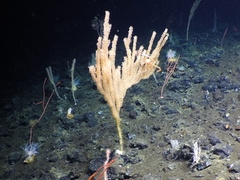 Isidella tentaculum
