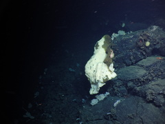 Chonelasma