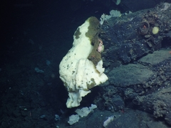 Chonelasma