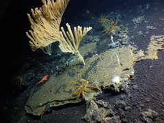 Isidella tentaculum