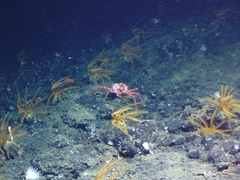 Lithodes couesi