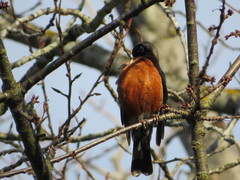 Turdus migratorius