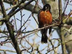 Turdus migratorius
