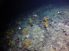 Lithodes couesi
