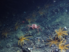Lithodes couesi
