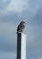 Diuca diuca chiloensis