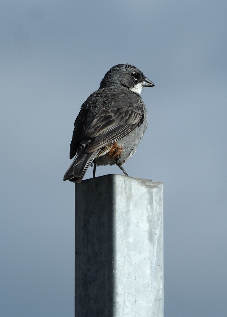Chiloé Diuca-Finch