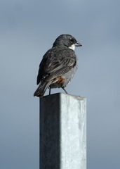 Diuca diuca chiloensis