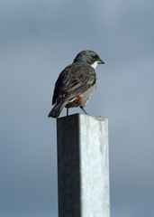 Diuca diuca chiloensis