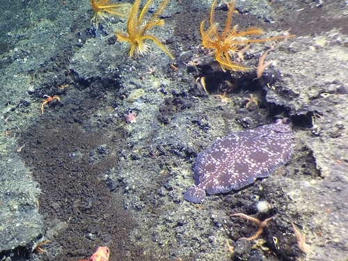 Deepsea sole (Embassichthys bathybius) — Pleuronectidae — 4