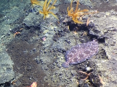 Microstomus bathybius