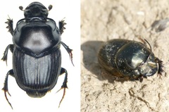Onthophagus illyricus