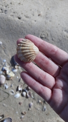 Acanthocardia paucicostata
