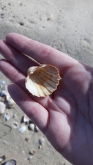 Acanthocardia paucicostata