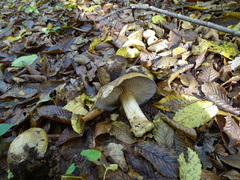 Cortinarius infractus