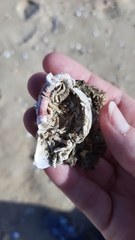 Spirobranchus triqueter