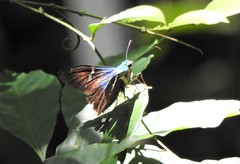 Astraptes fulgerator