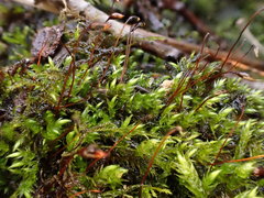 Sciuro-hypnum plumosum