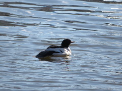 Mergus merganser