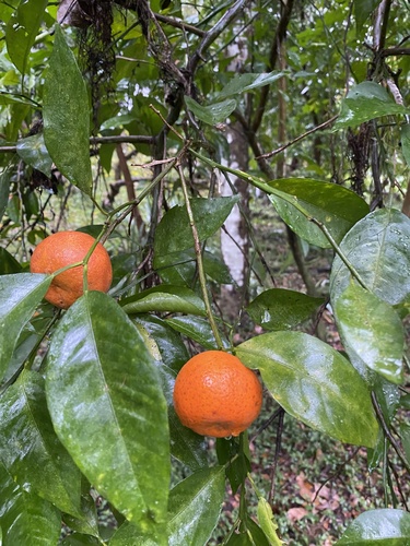 Citrus deliciosa