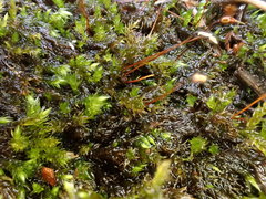 Sciuro-hypnum plumosum