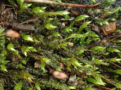 Sciuro-hypnum plumosum