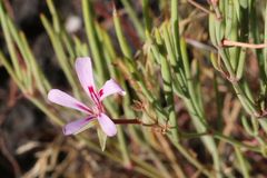 Pelargonium laevigatum oxyphyllum