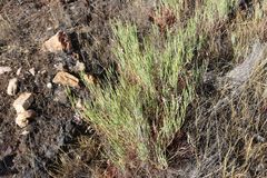 Pelargonium laevigatum oxyphyllum