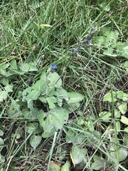 Salvia palifolia