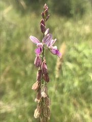 Polygala hottentotta