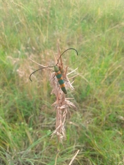 Anubis clavicornis
