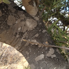 Forchhammeria watsonii