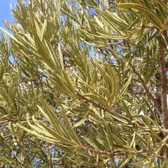 Forchhammeria watsonii