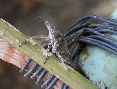 Brochymena apiculata