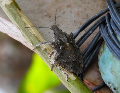 Brochymena apiculata