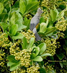 Ptiliogonys cinereus