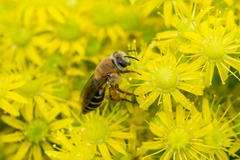 Colletes dimidiatus