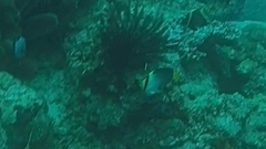 Chaetodontoplus mesoleucus