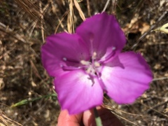 Clarkia lewisii