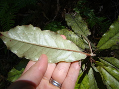 Quintinia serrata