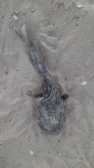 Halobatrachus didactylus