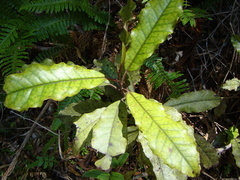 Quintinia serrata