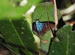 Astraptes fulgerator