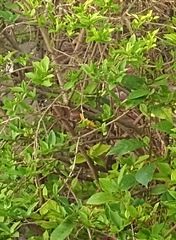 Euphonia chlorotica chlorotica