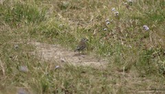 Colluricincla harmonica harmonica