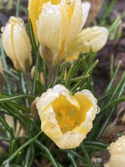 Crocus chrysanthus