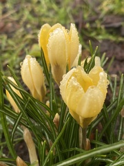 Crocus chrysanthus