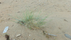 Thinopyrum bessarabicum