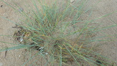 Thinopyrum bessarabicum