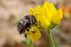 Anthophora alluaudi